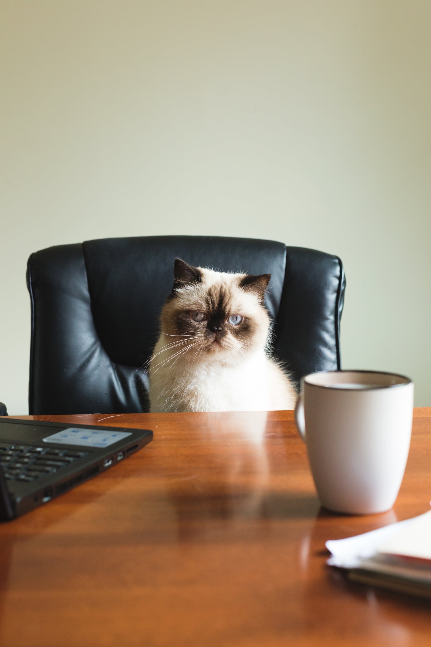 Curious cat next to laptop – Glow My Cat trusted by online shoppers in the UK and US